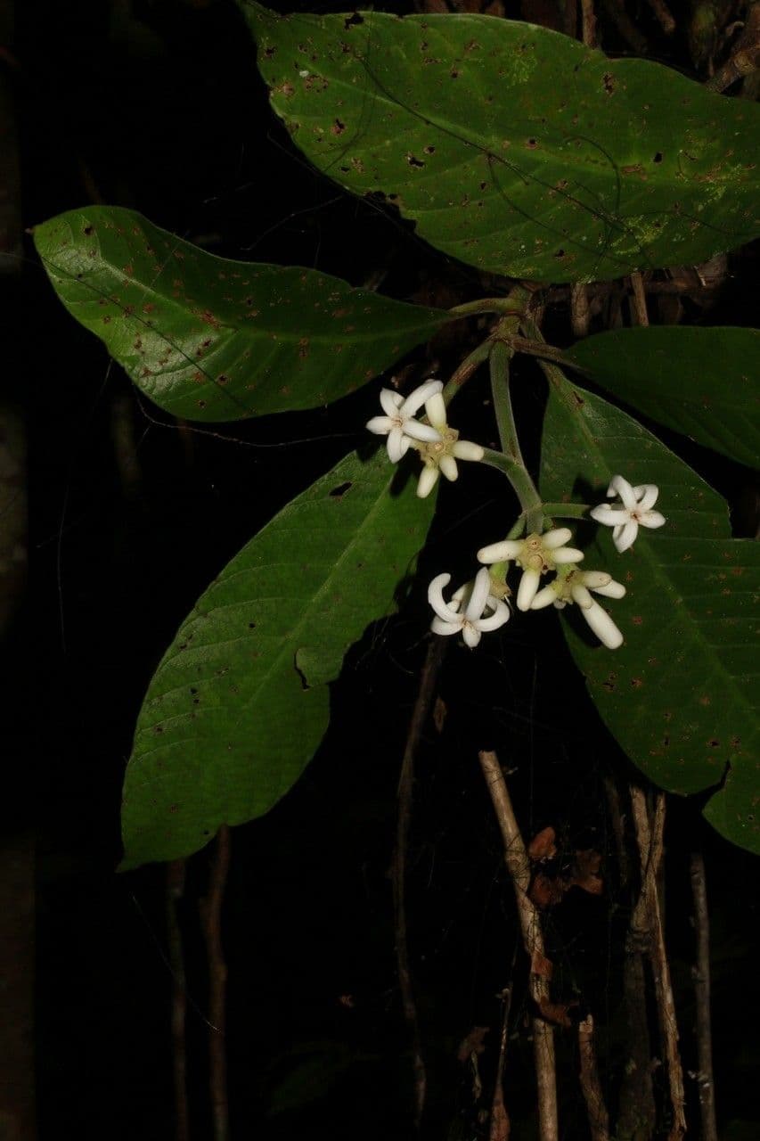 Psychotria