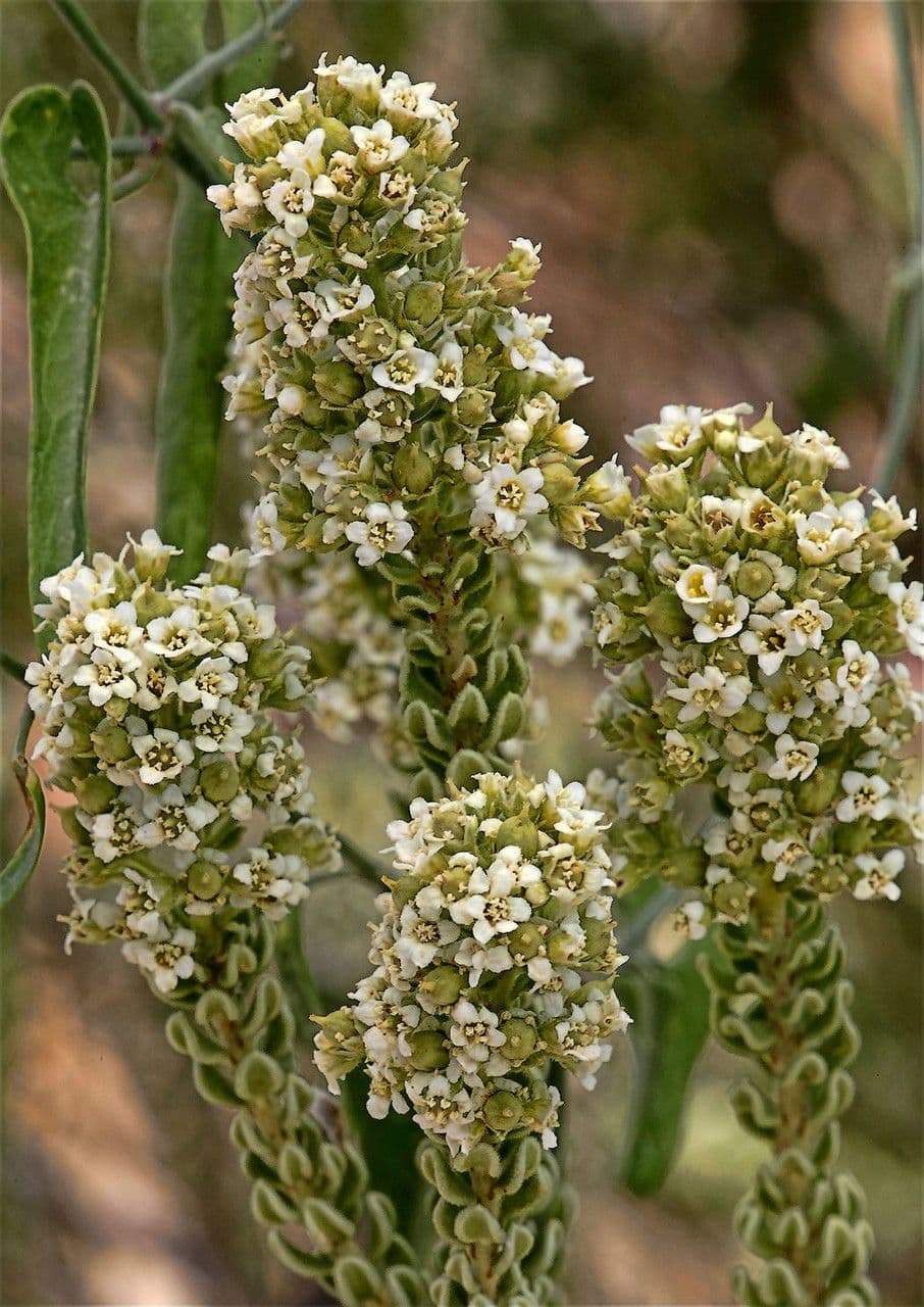 Mortonia