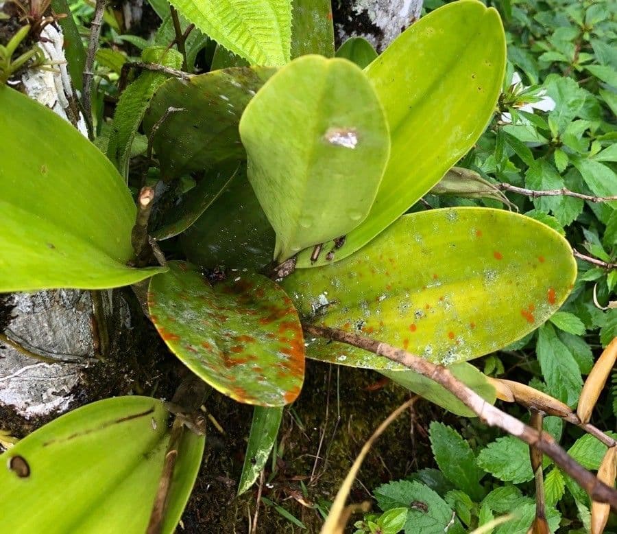 Epidendrum ciliato 15