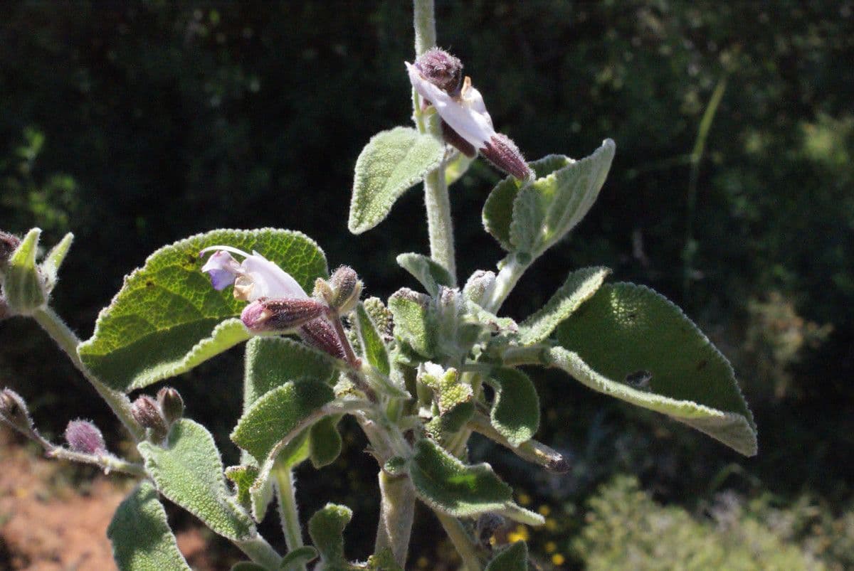 Salvia 13