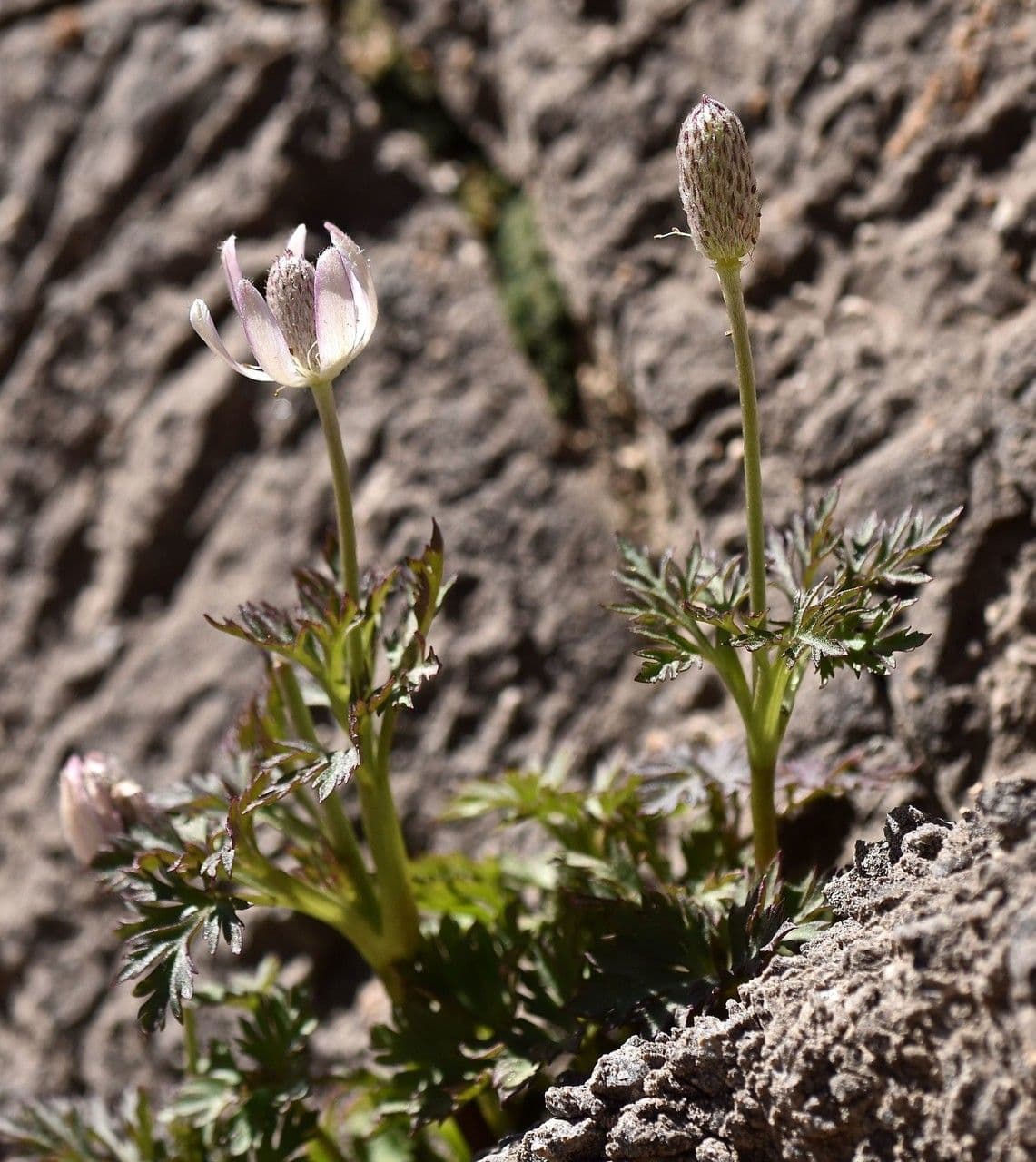 Anemone tuberosa 6