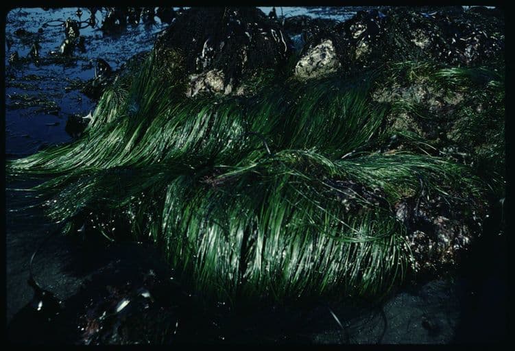 Phyllospadix scouleri 3
