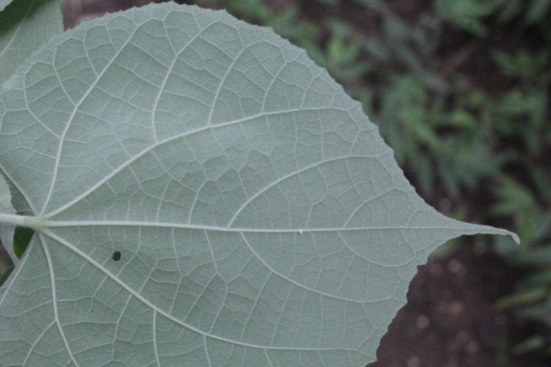 Allobriquetia 10