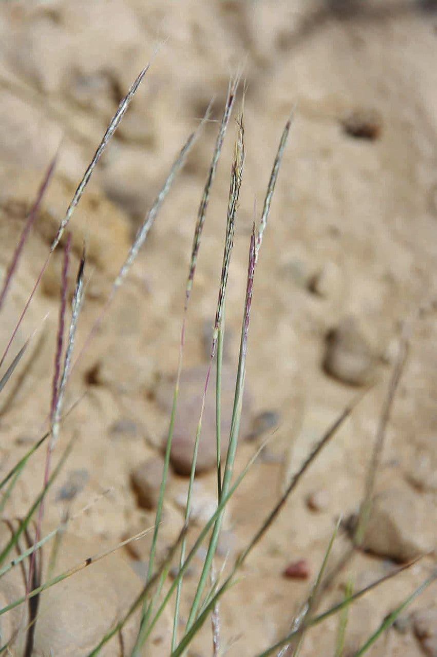 Dichanthium foveolatum 4