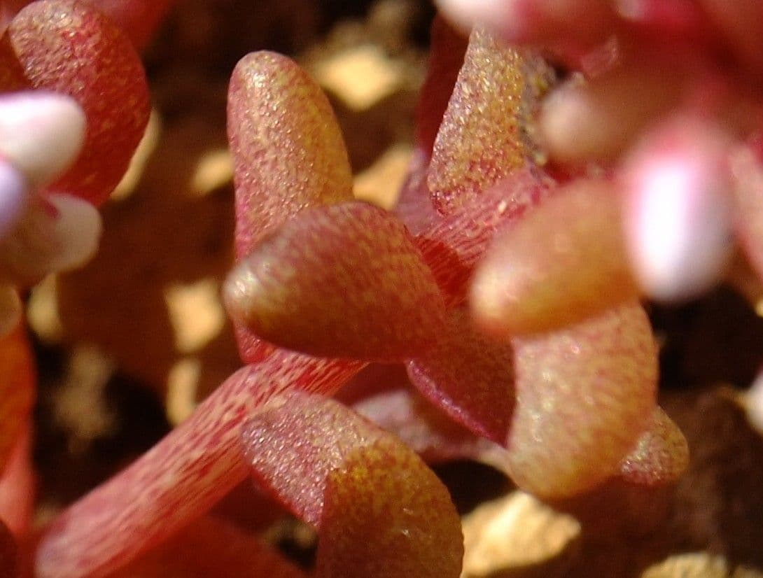 Borracina cerulea 15