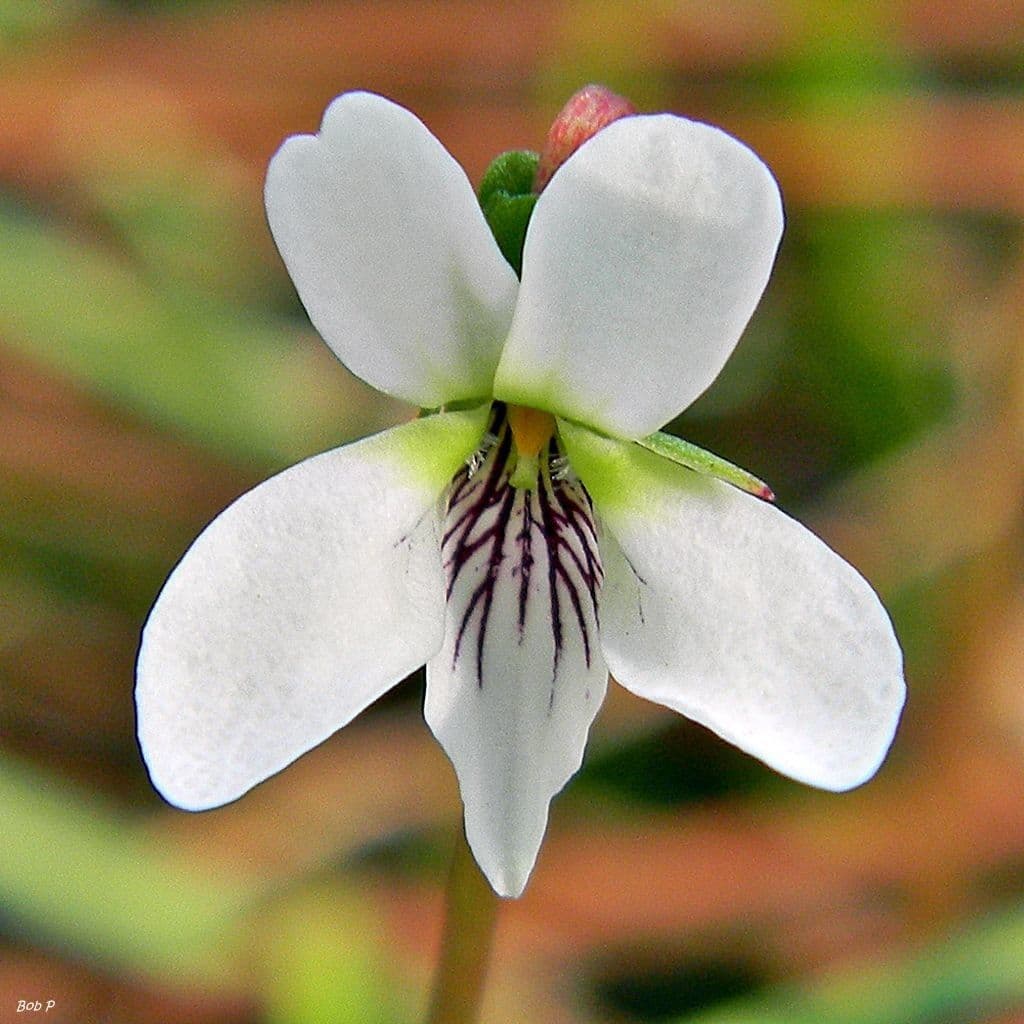 Viola lanceolata 2