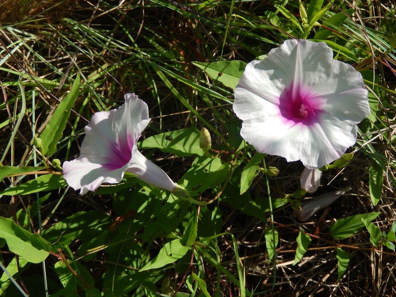Ipomoea 2