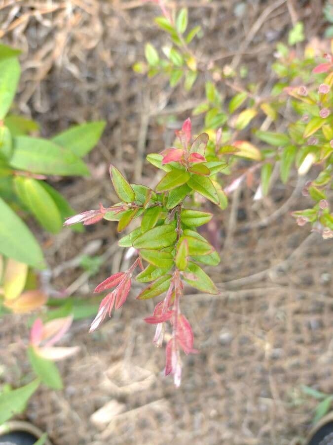 Austromyrtus 6