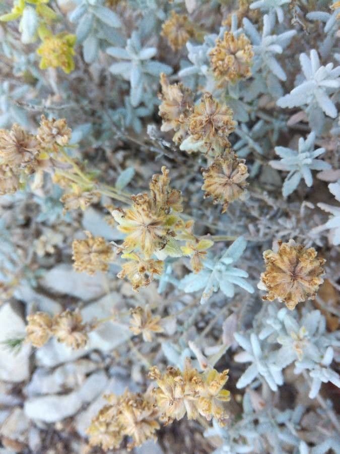 Teucrium 3