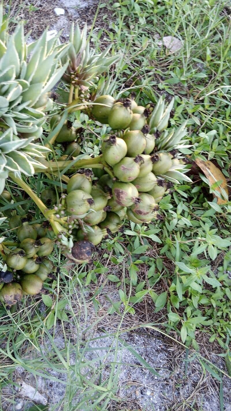 Furcraea