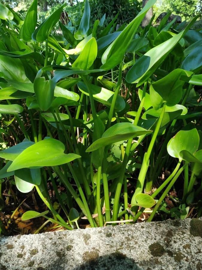 Pontederia 21