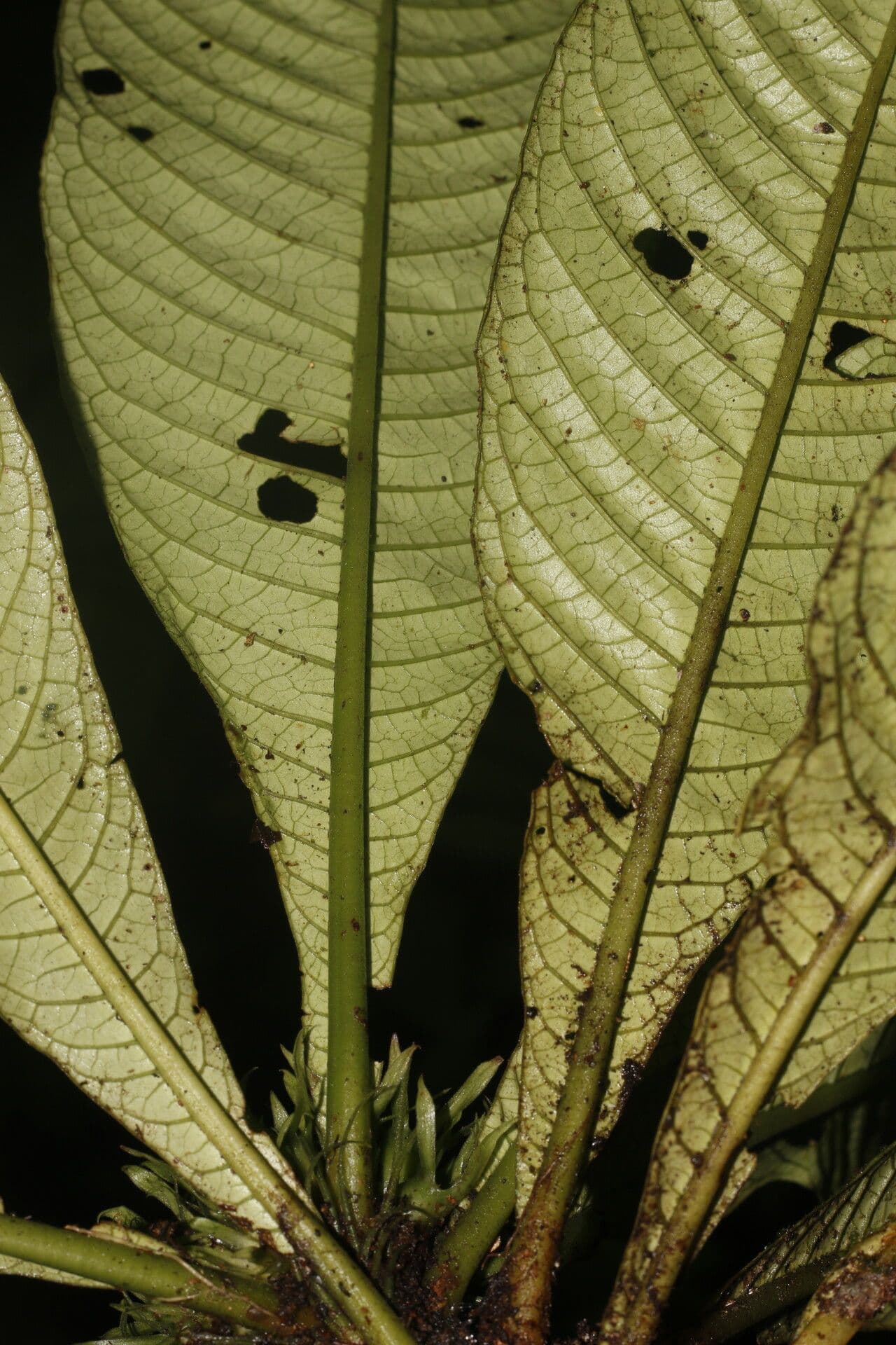Amphidasya 6