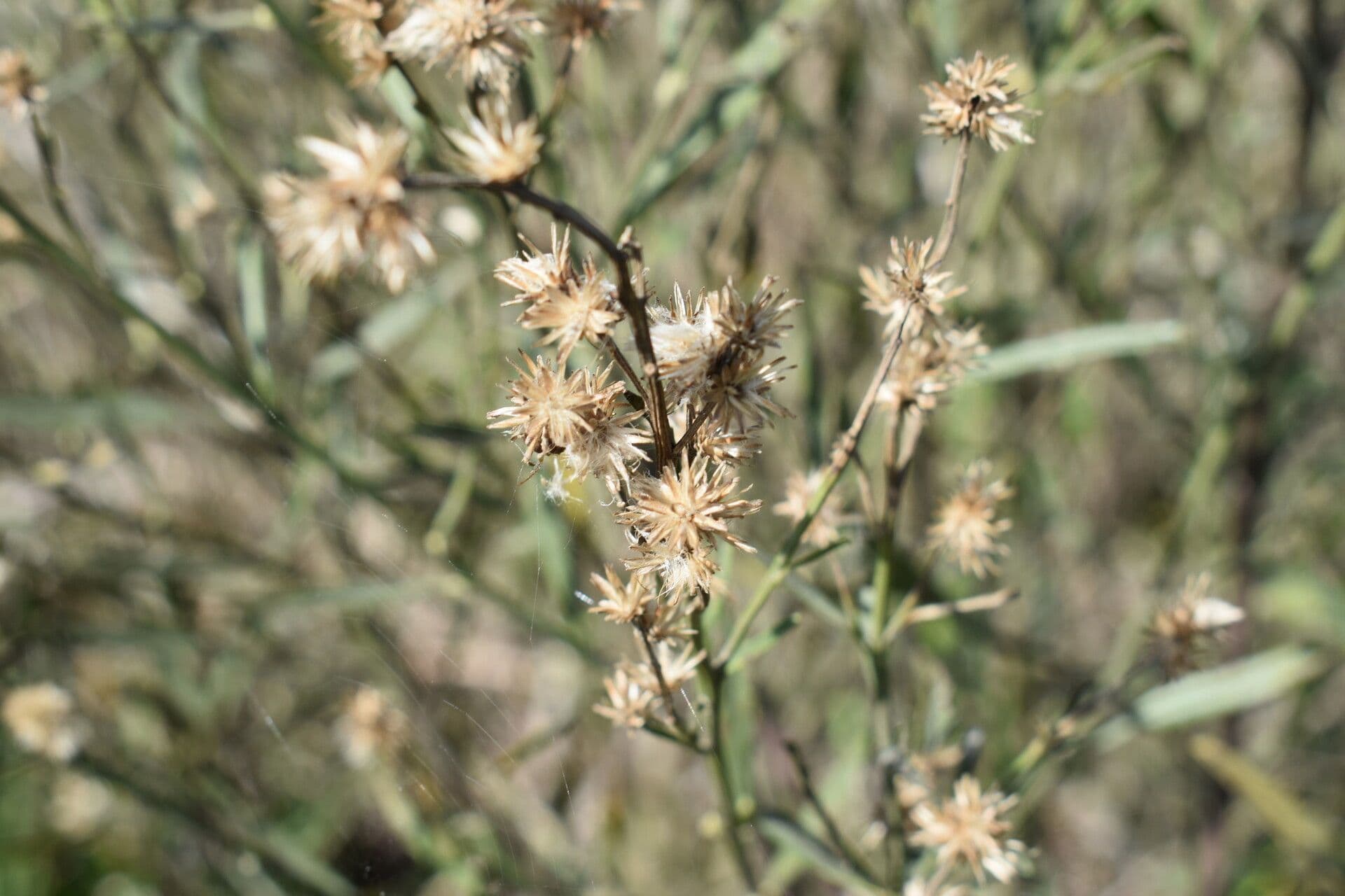 Baccharis 6