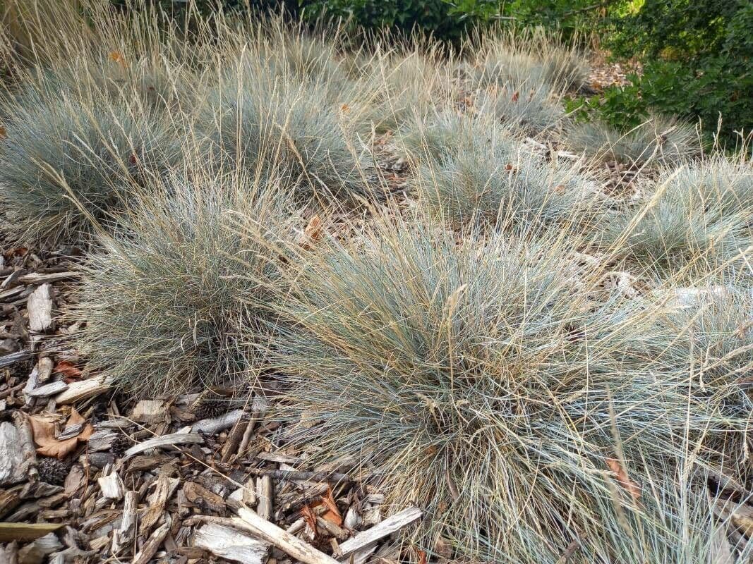 Blauschwingel 5