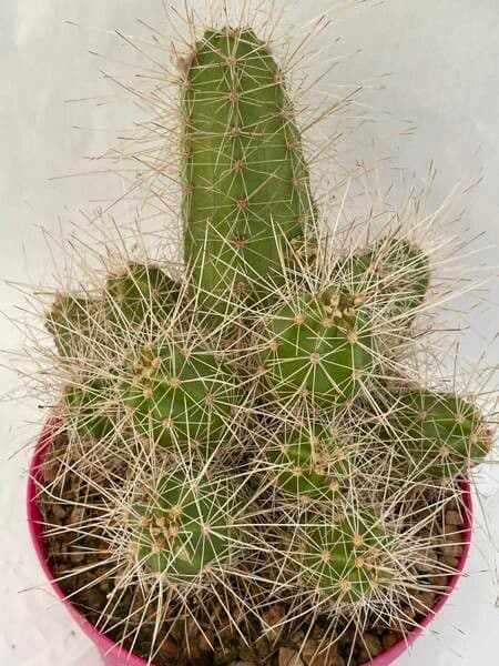 Echinocereus maritimus 3