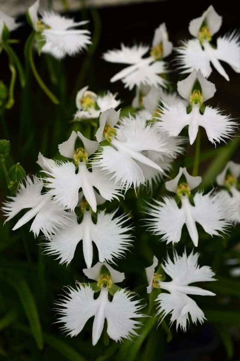 Fringed orchid