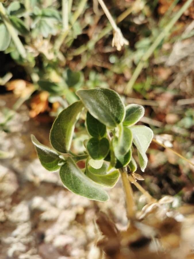 Salvia scarlatta 13