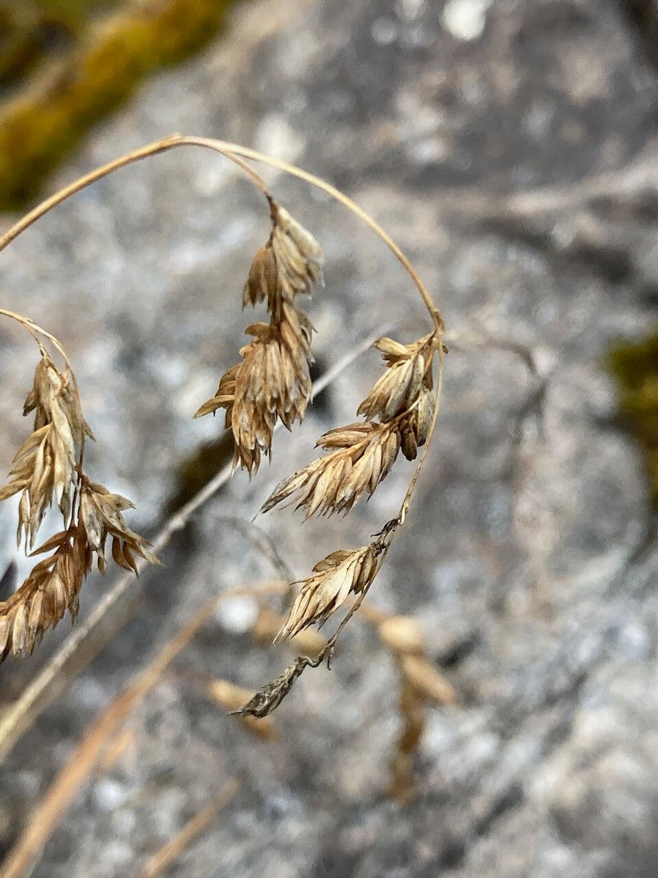 Poa