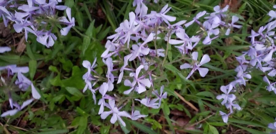 Flox divaricata 5