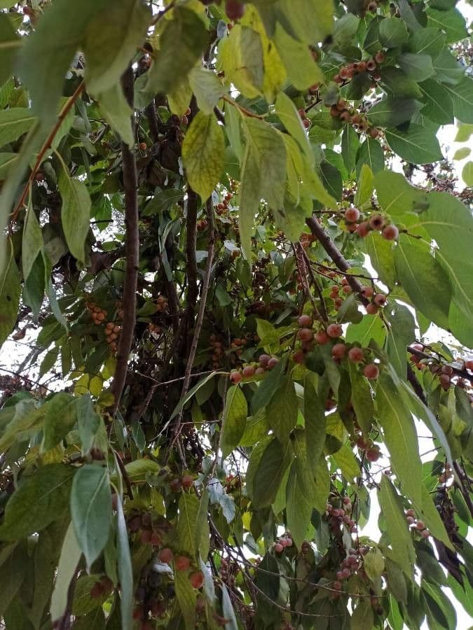 Diospyros 3