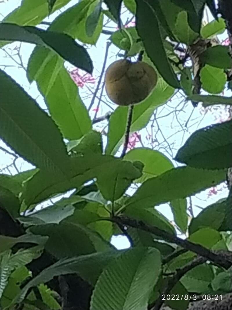 Dillenia indica 4