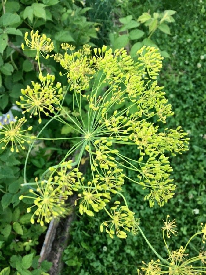 Dill 4