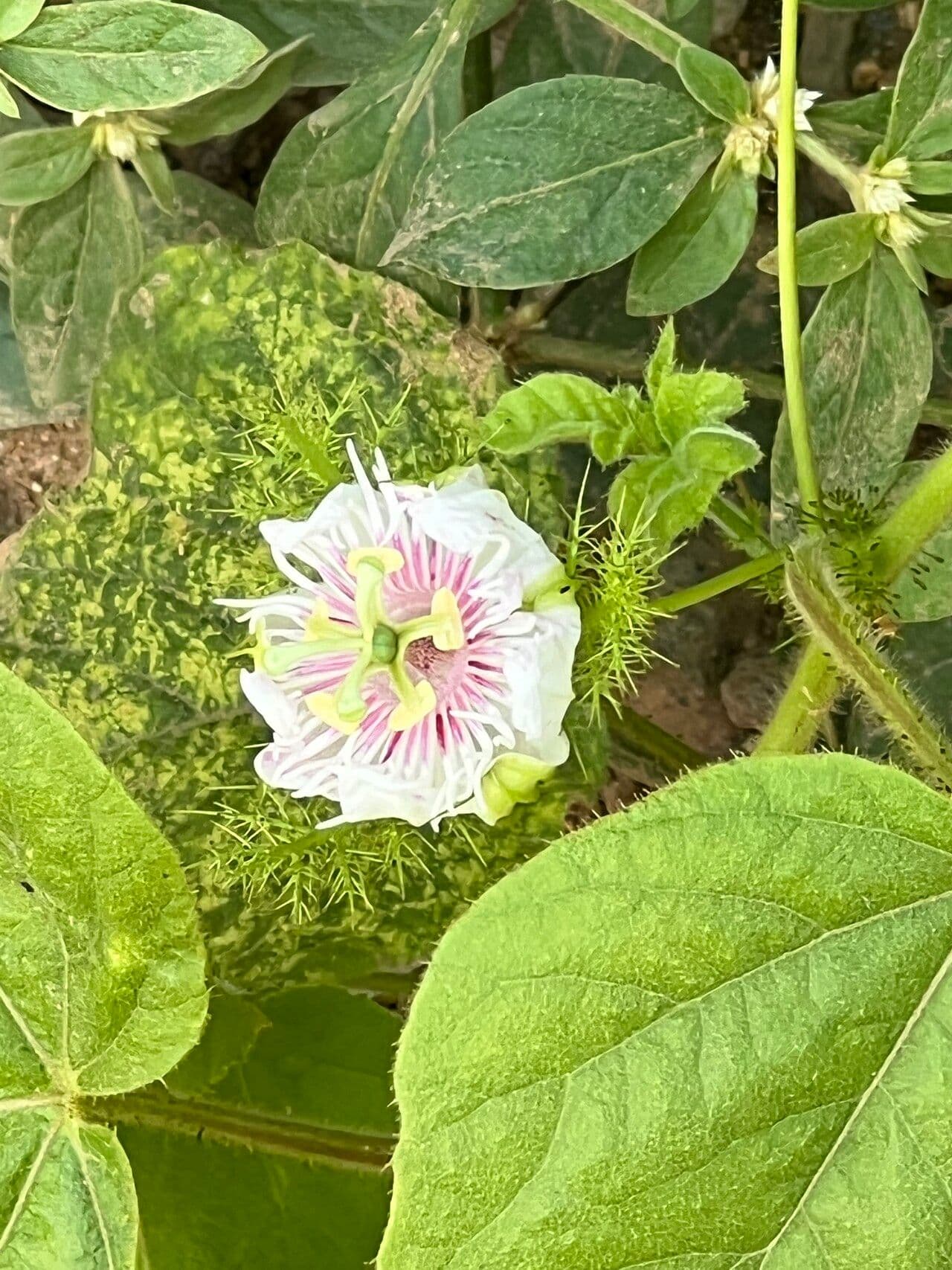 Passiflora 8