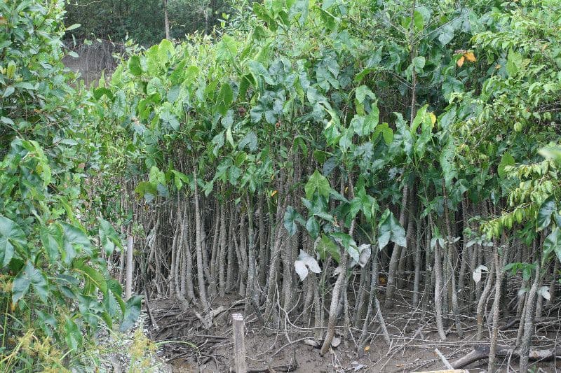 Montrichardia