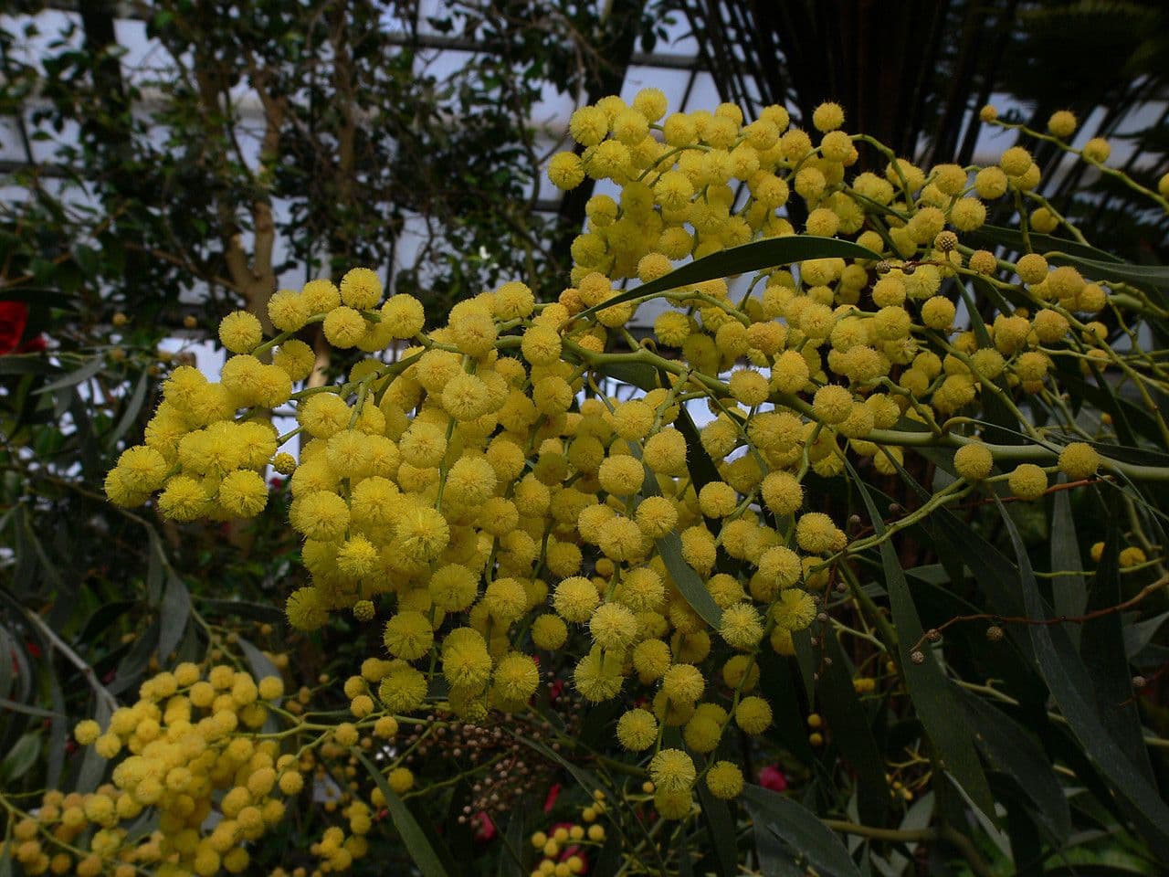 Mimosa dorata 9