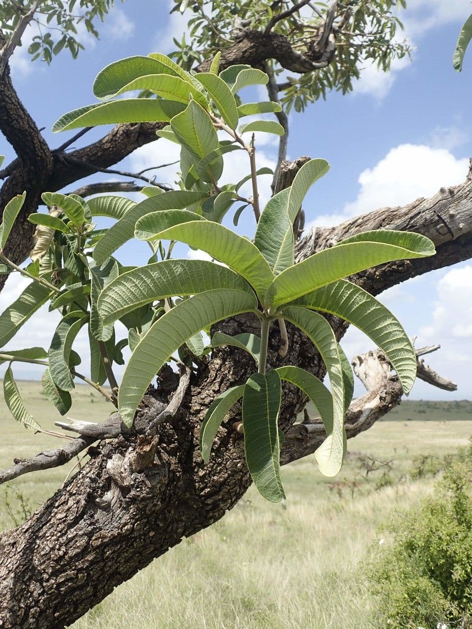 Ozoroa insignis 7