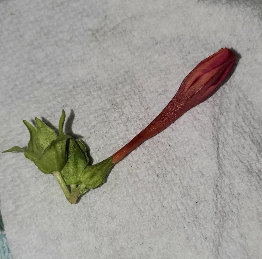 Ipomoea hederifolia