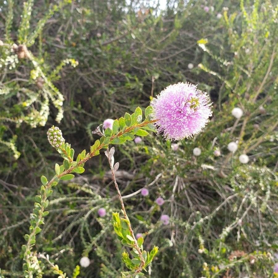 Melaleuca 27
