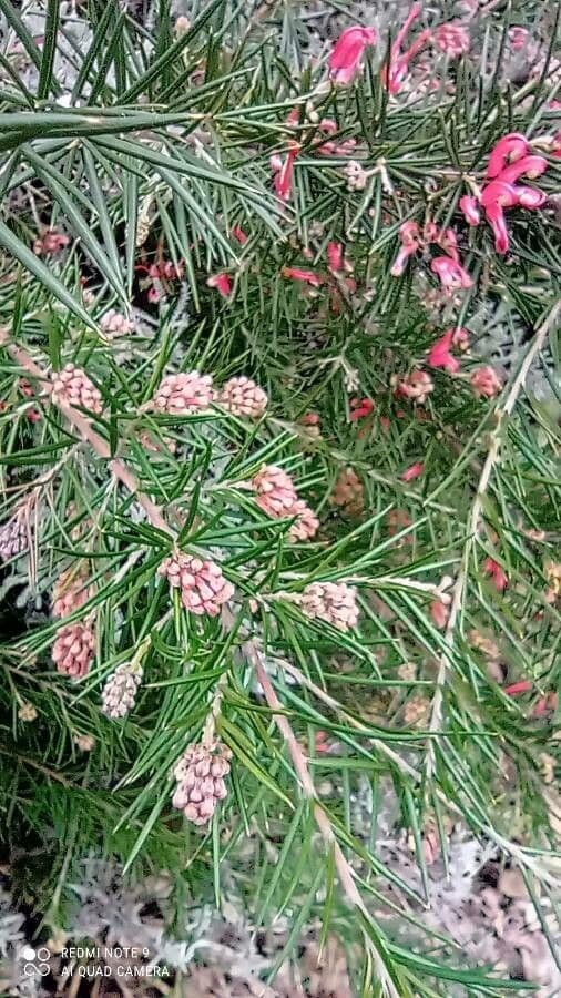 Rosmarinblättrige Grevillea 13