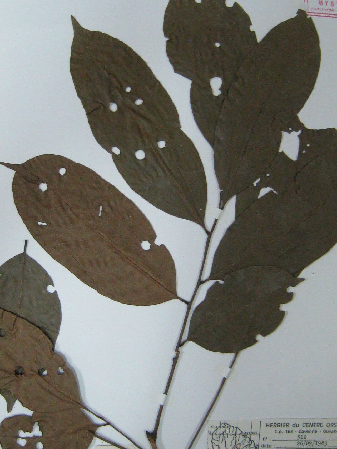 Trichilia 7