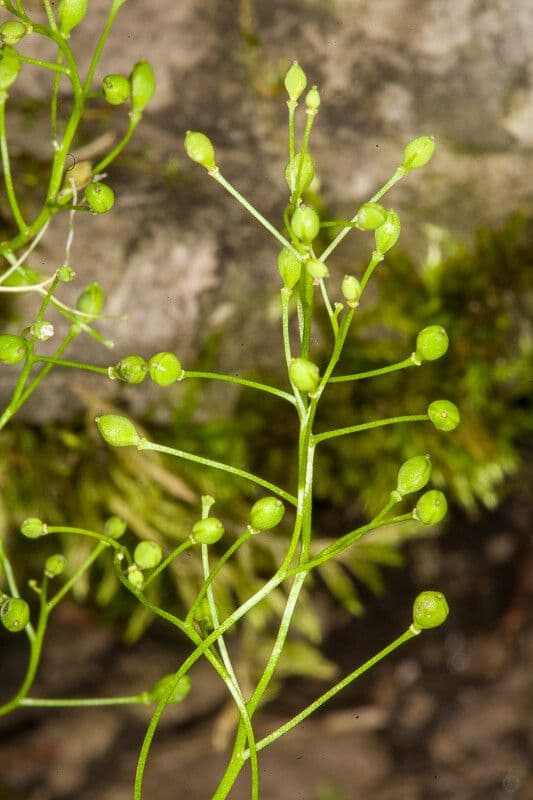 Coclearia sassifraga 2