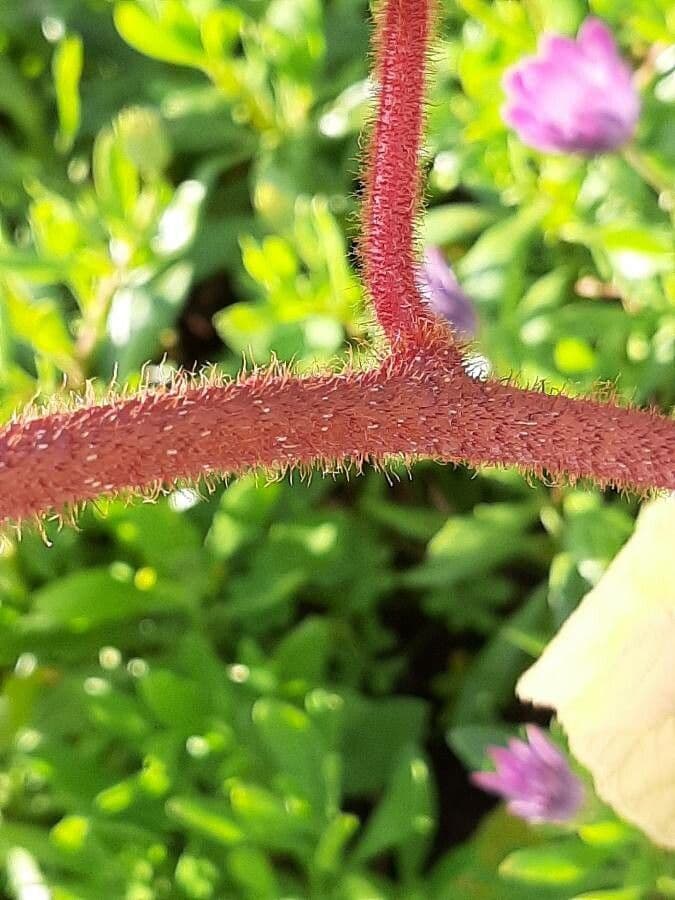 Kiwi dorato 25