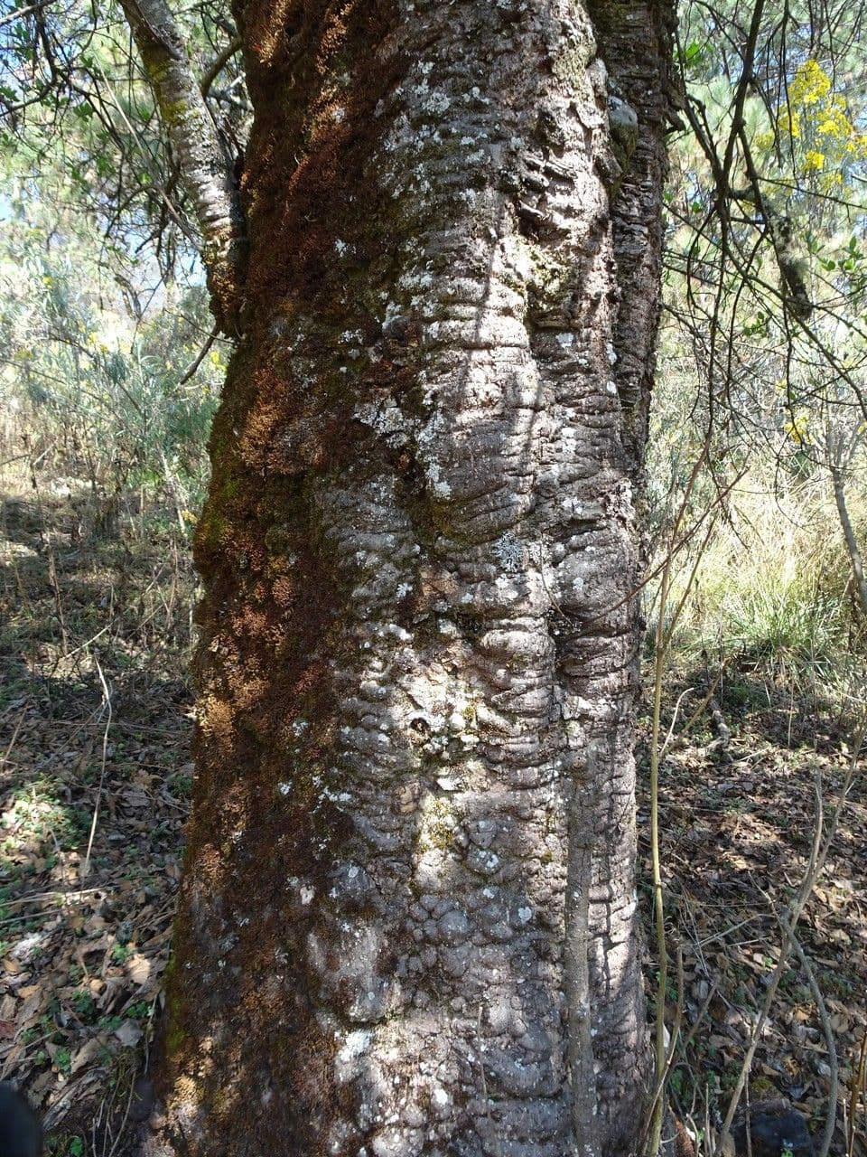 Jelša jorullská 4