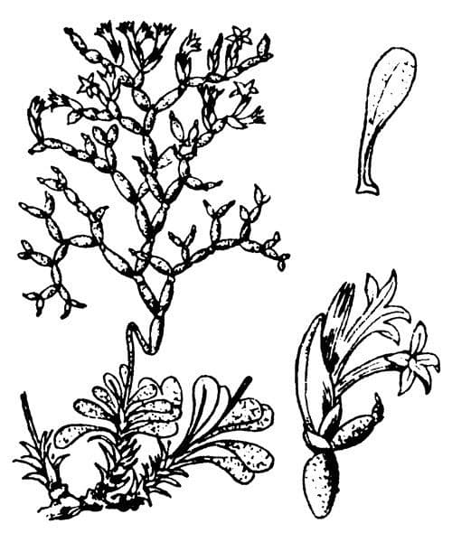 Limonio articolato 19