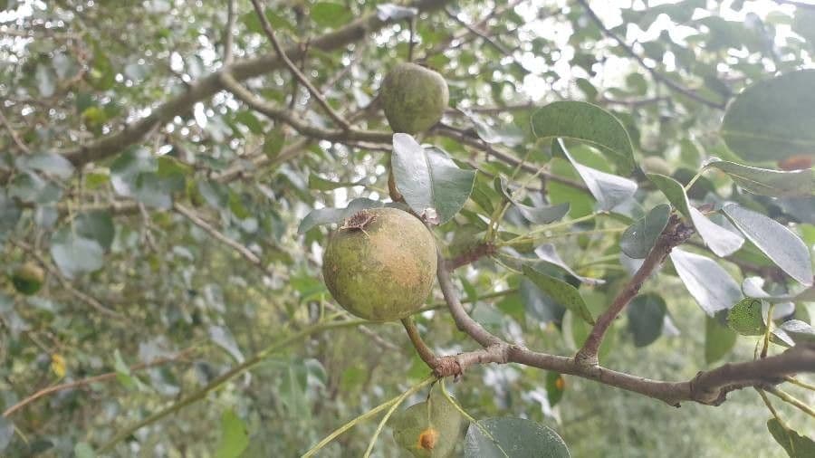 Granatapfel-Kanonenbaum