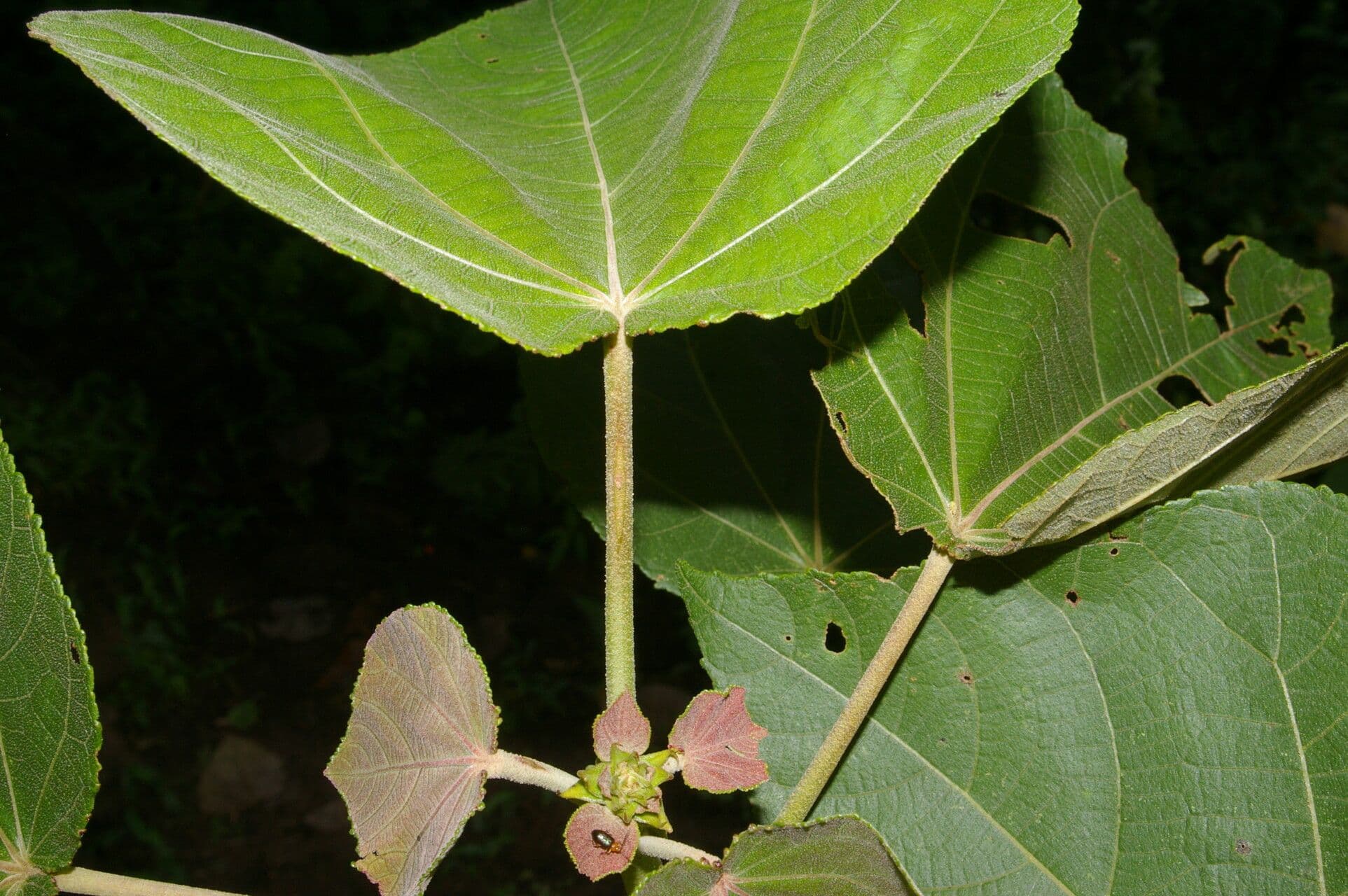 Heliocarpus 4