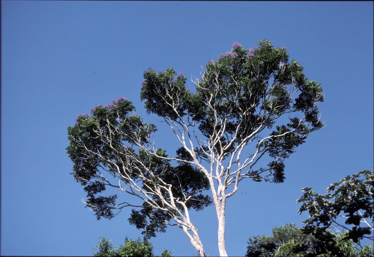 Jacaranda 7