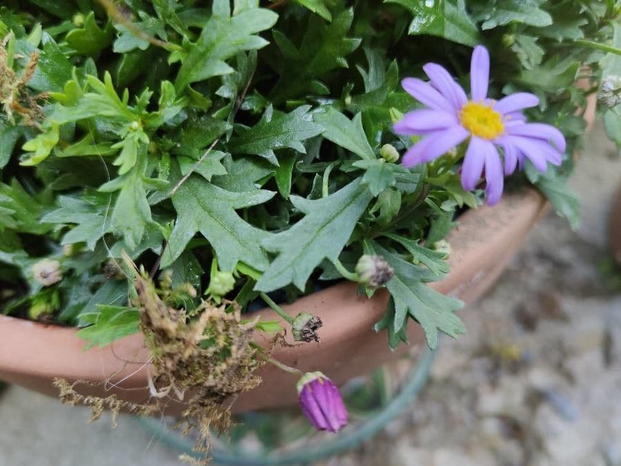 Brachyscome multifida 7