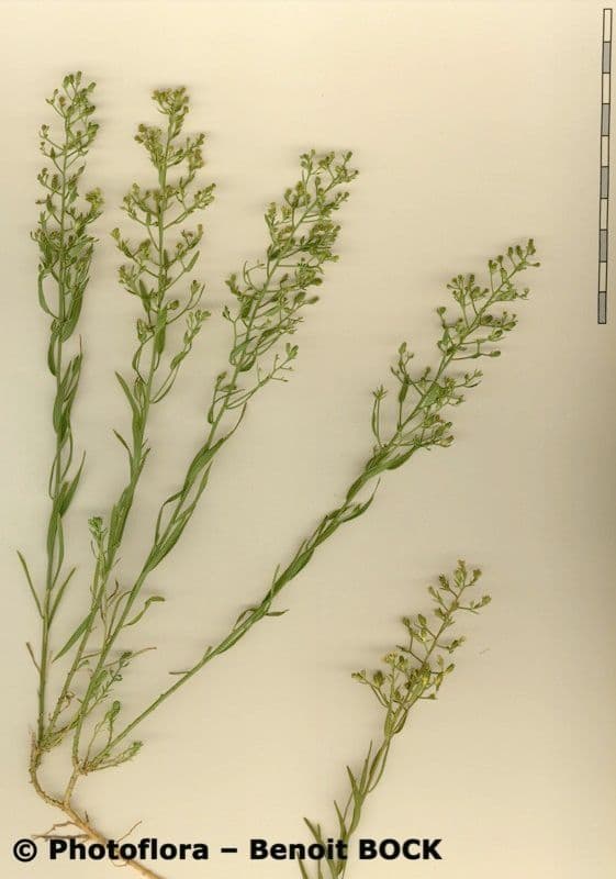 Thesium linofilo 25