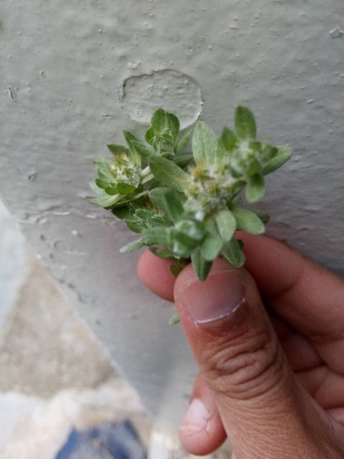 Bambagia spatolata 21