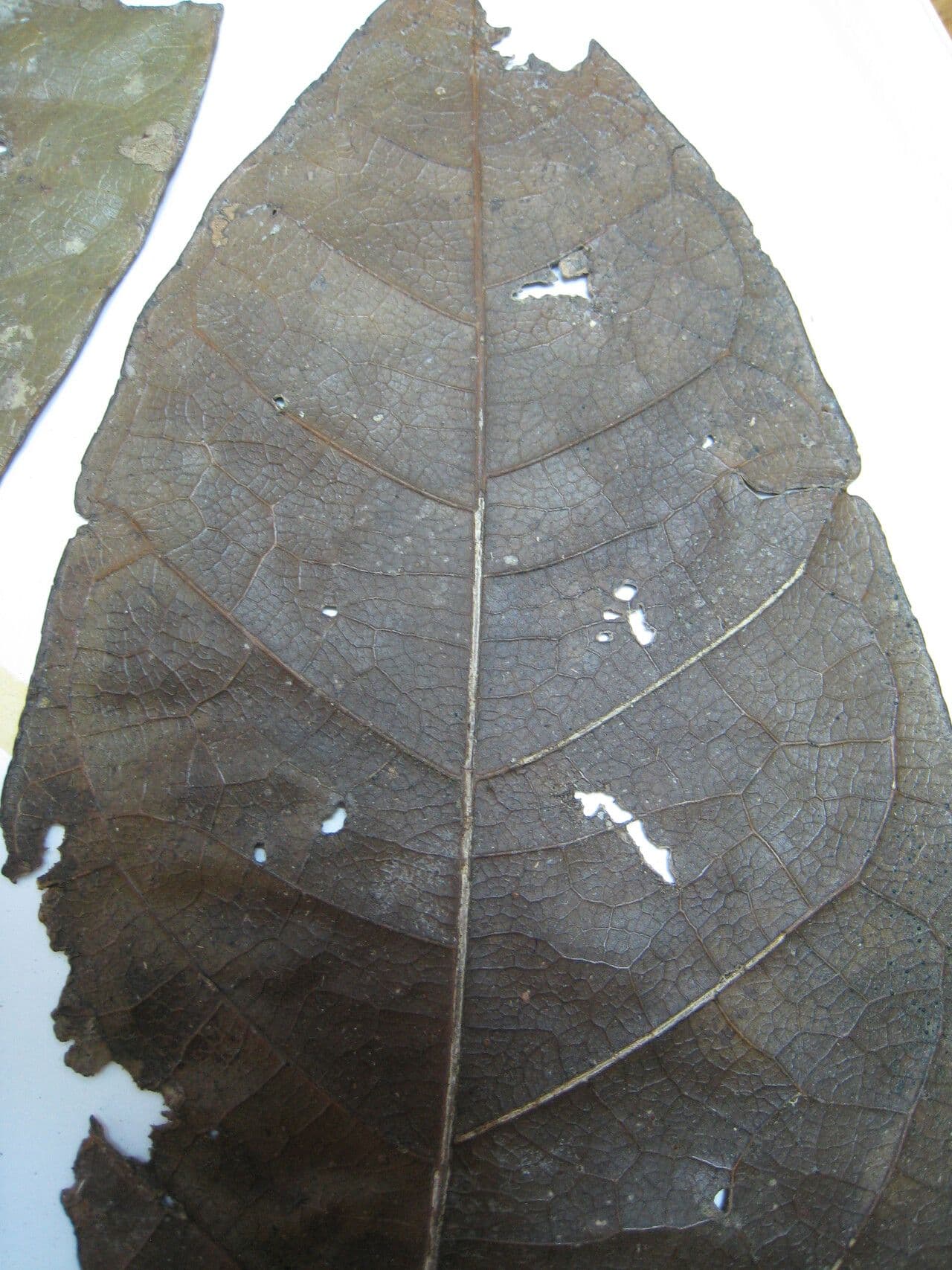 Talisia macrophylla 10