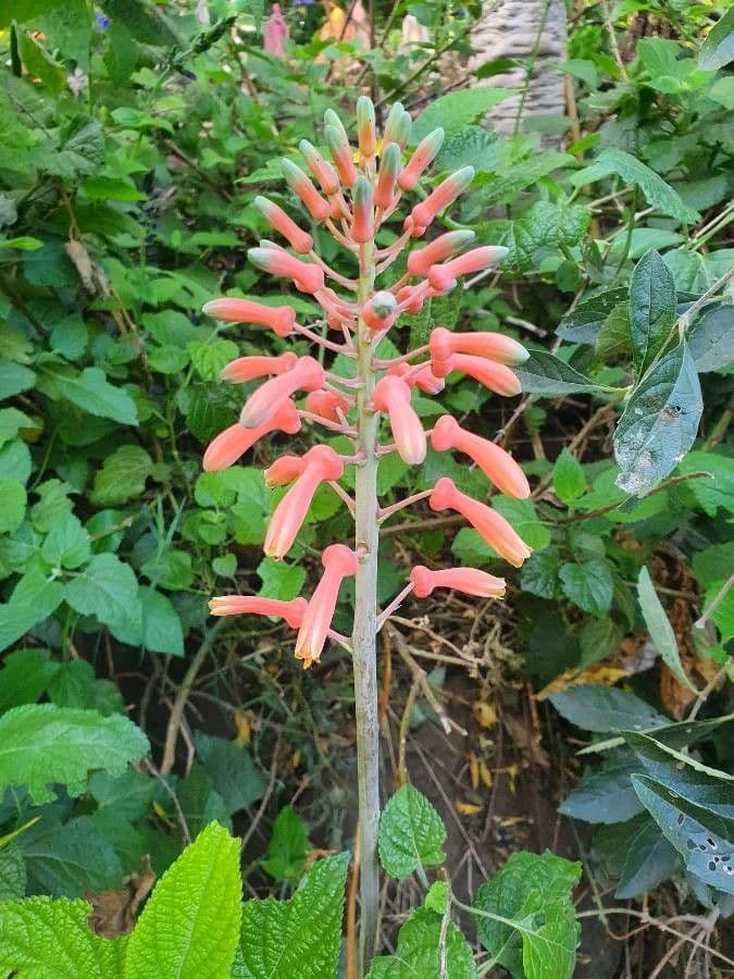 Aloe 7
