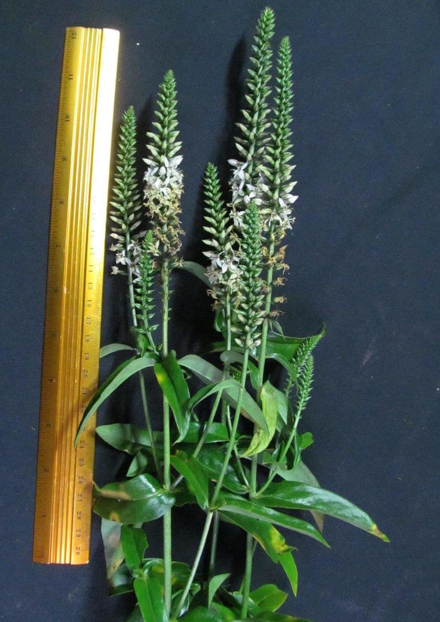 Coutoubea spigata 2