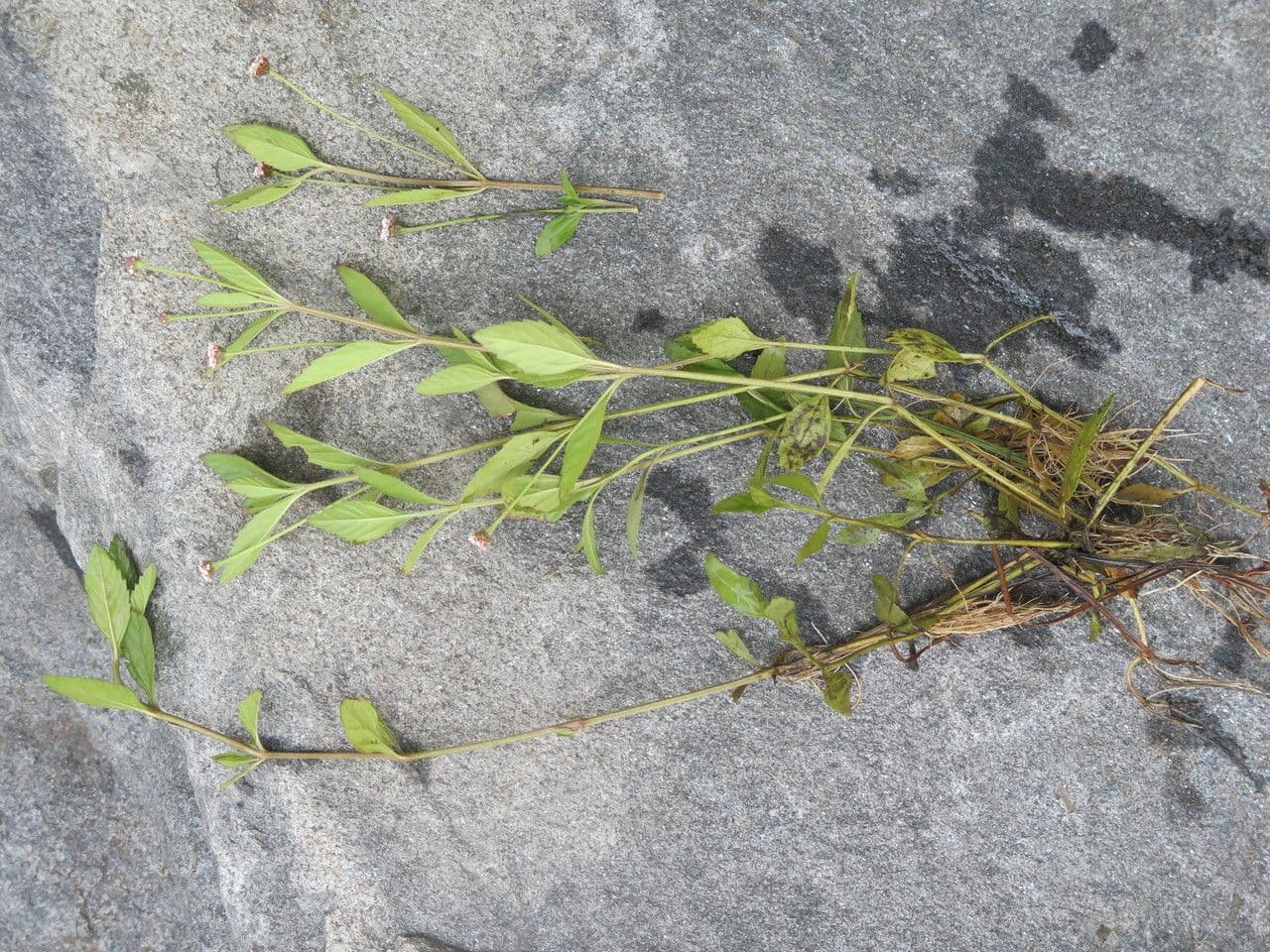 Lippia lanceolata 11