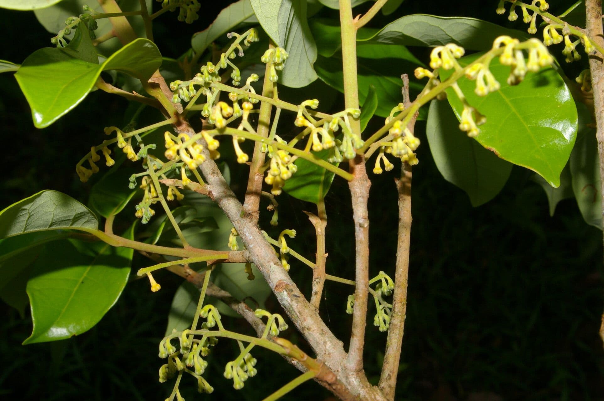 Aniba 2