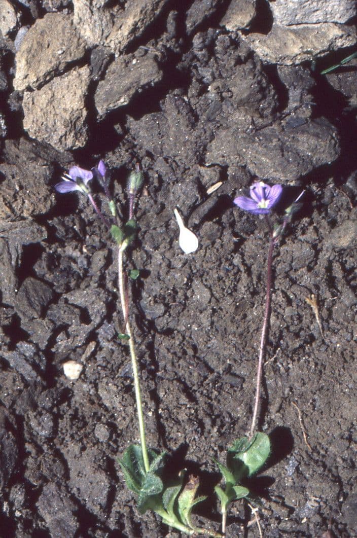 Veronica bellidioides 10